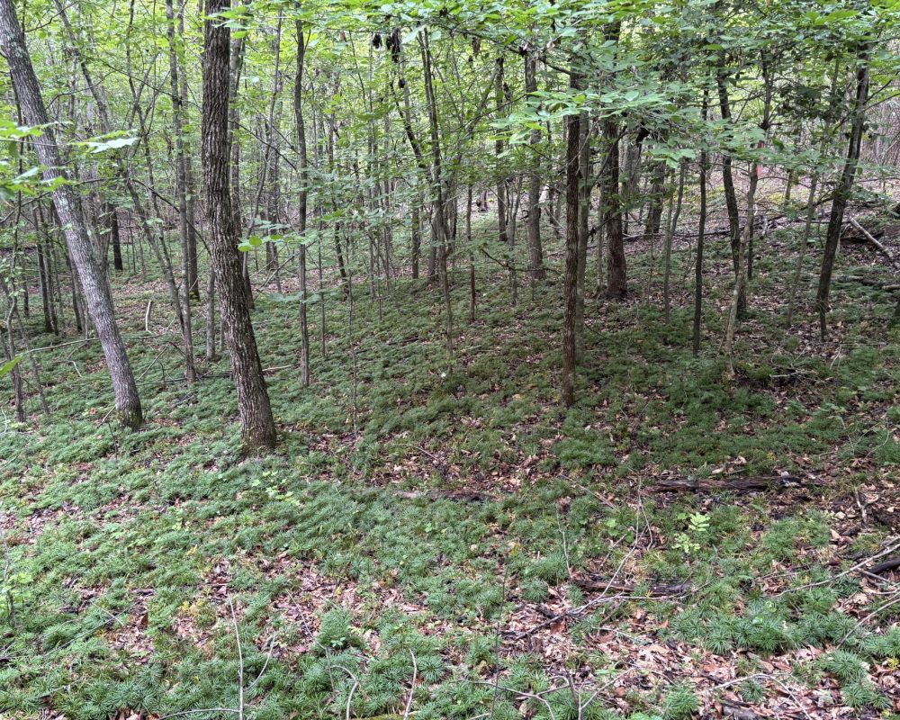 1609 holiday dam 2 (1)