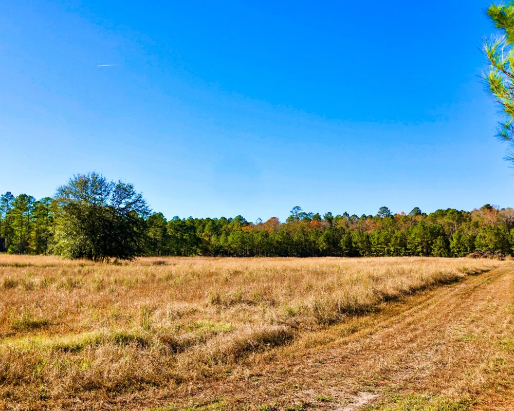 Turkey Pines