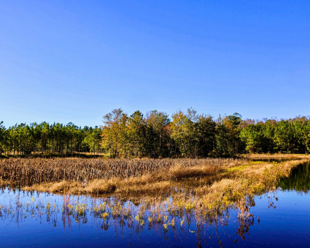 Turkey Pines