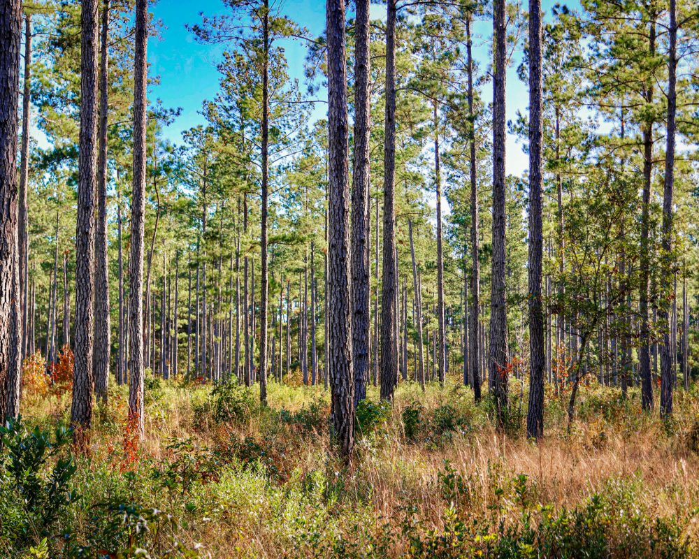 Turkey Pines