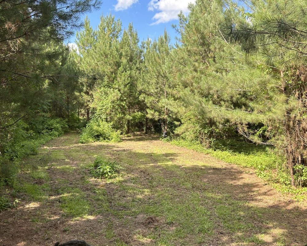 Beaver Dam Creek (1)