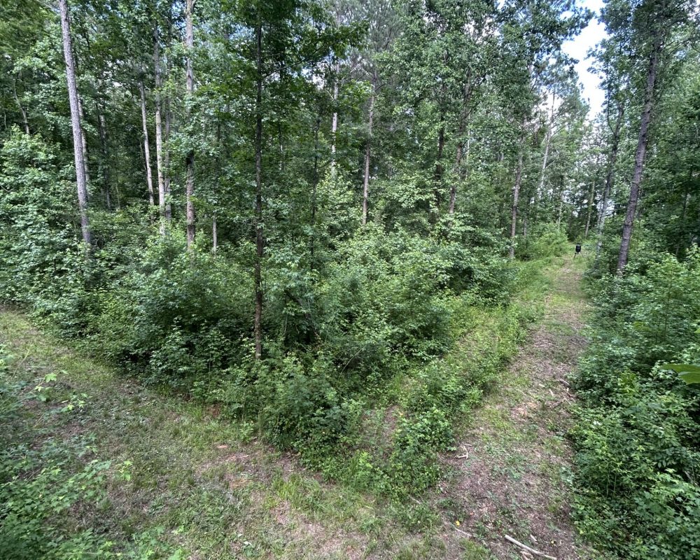 Beaver Dam Creek (4)