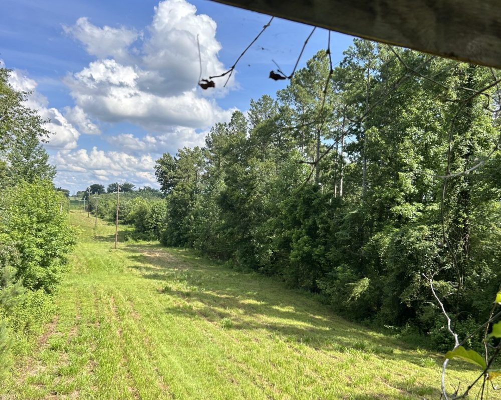 Beaver Dam Creek (5)