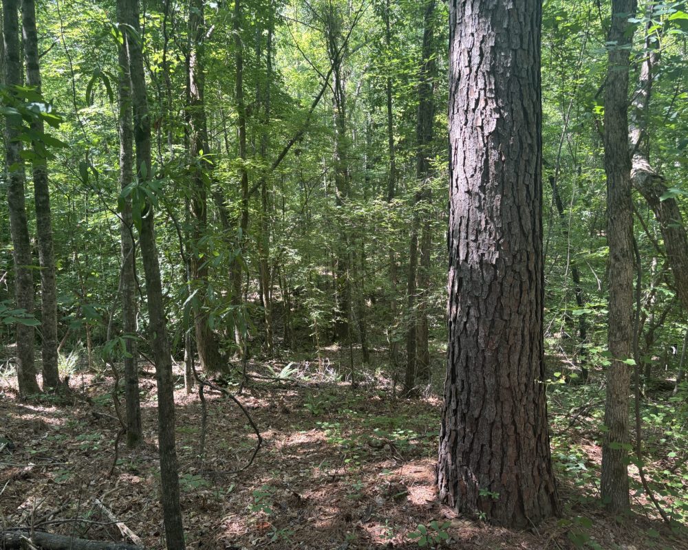 Calhoun Falls (20)