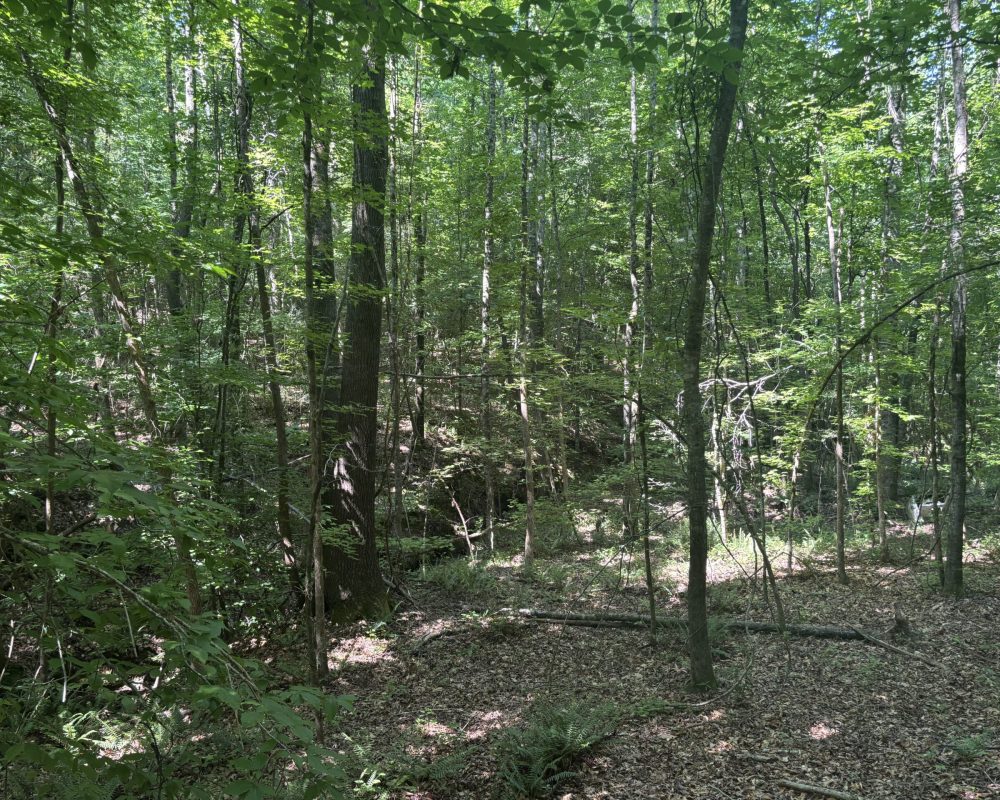 Calhoun Falls (21)