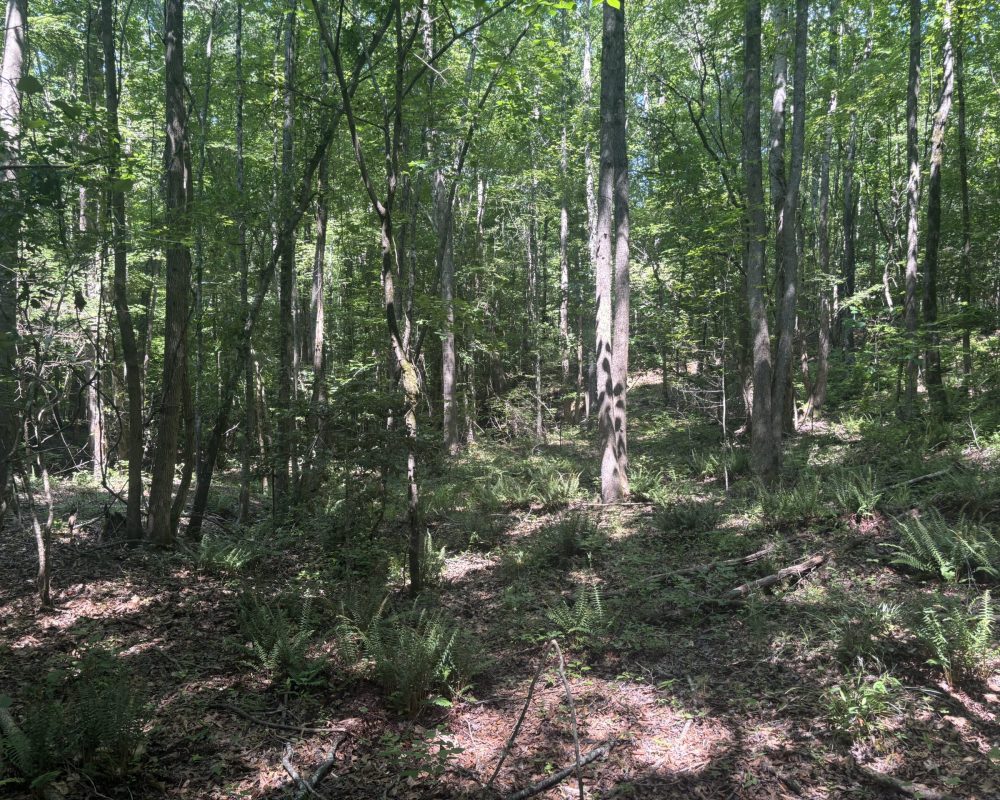Calhoun Falls (27)