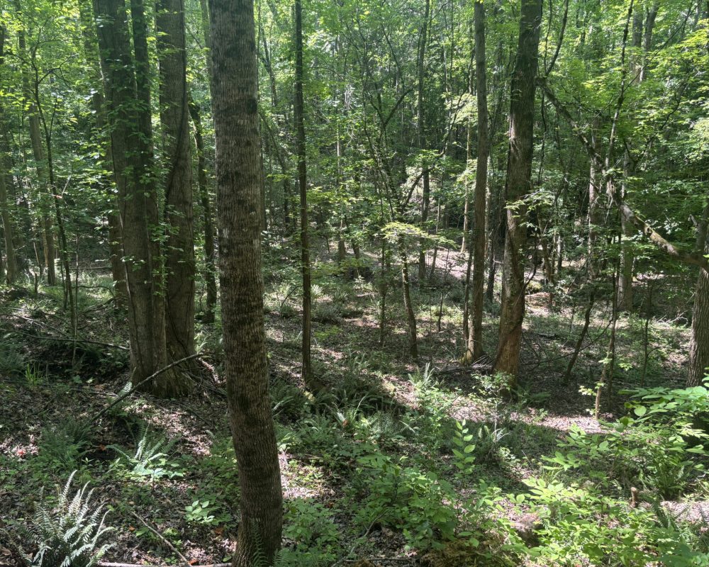 Calhoun Falls (28)