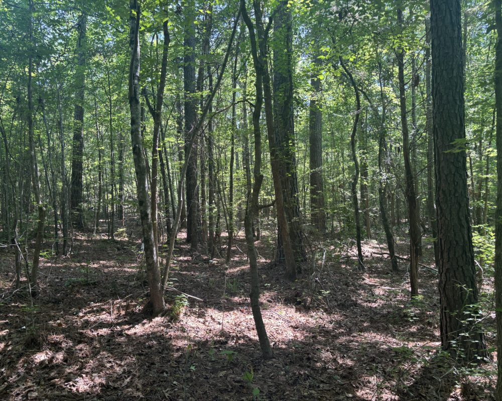 Calhoun Falls (30)