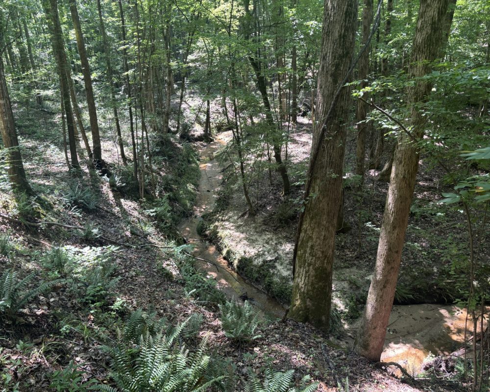 Calhoun falls main