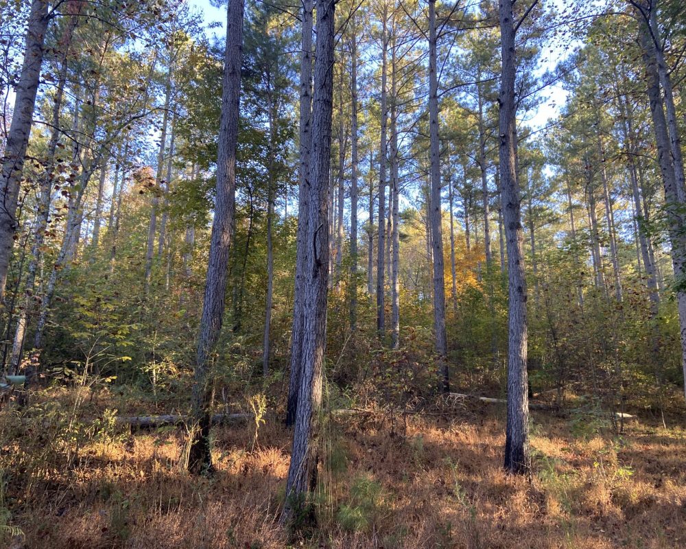 Craigo Tract B (5)