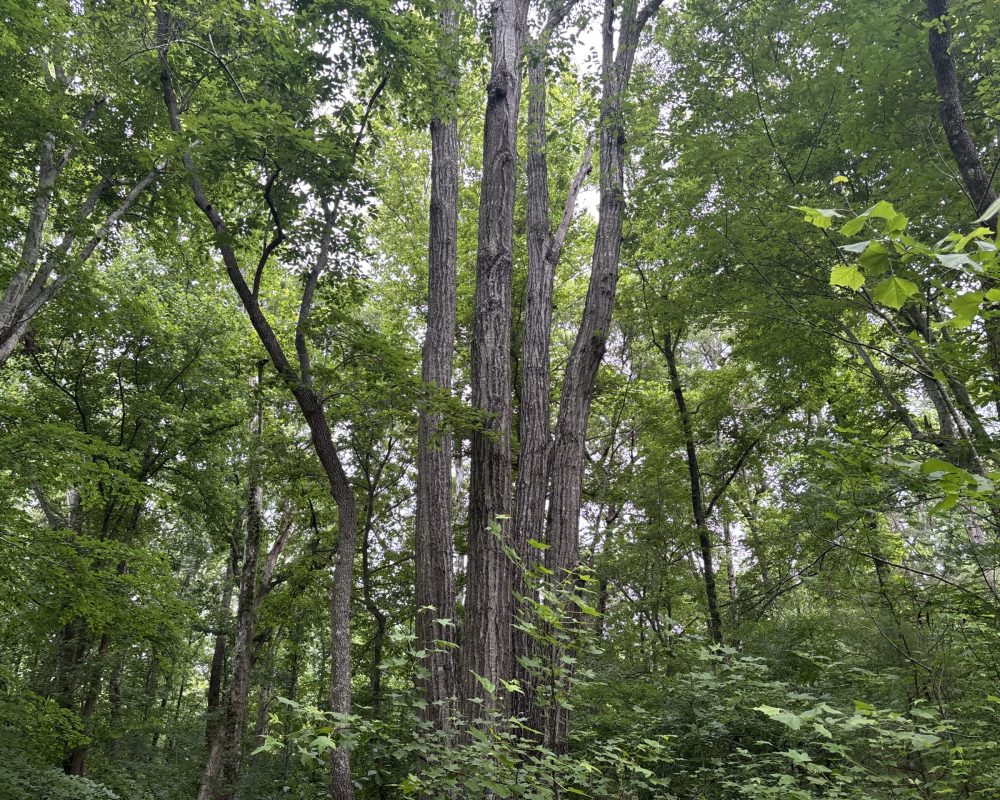 Elford (14)