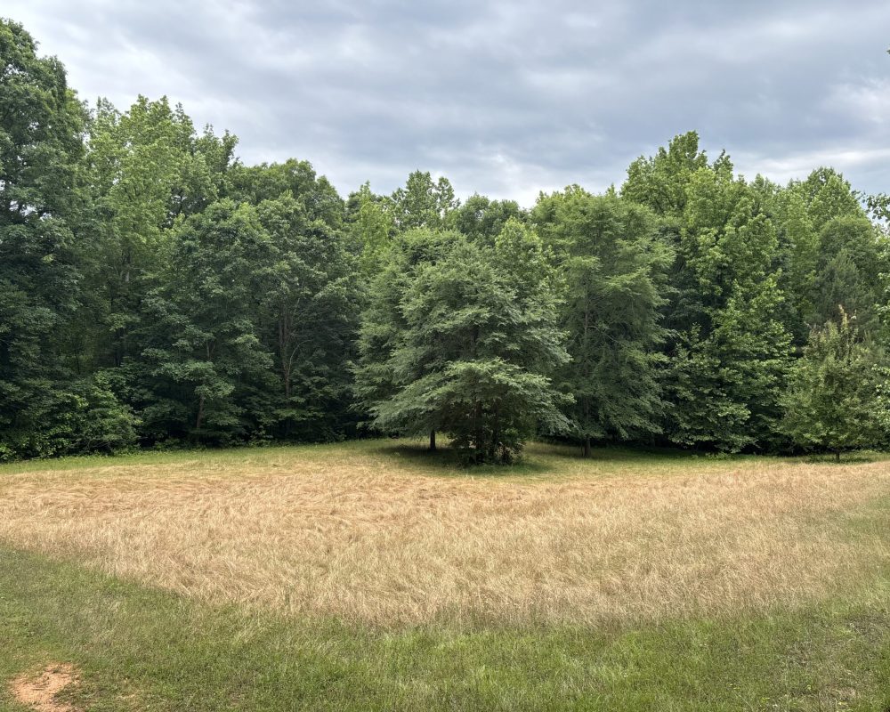 Elford (17)