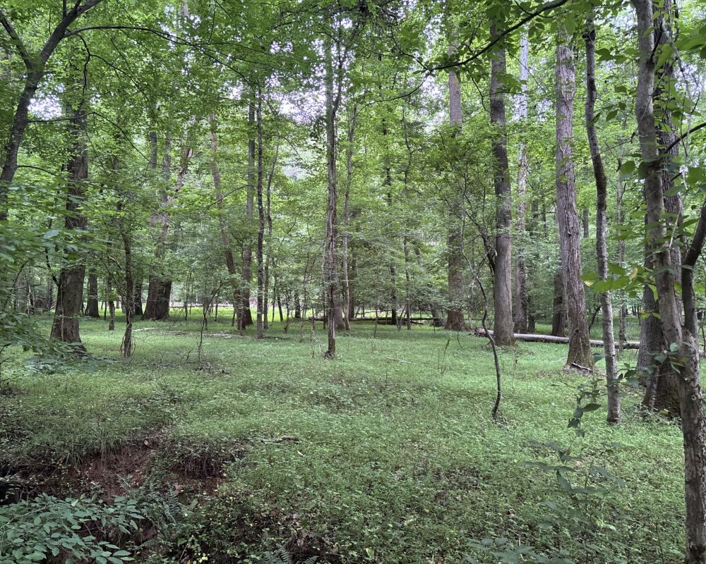 Elford (22)