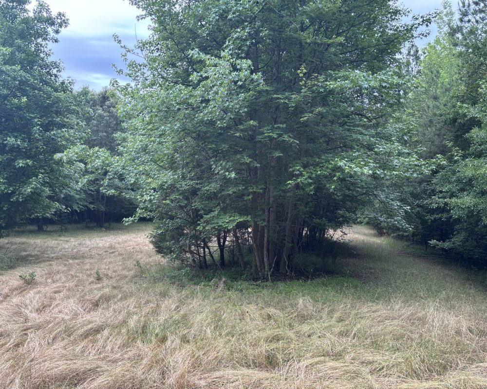 Elford (24)