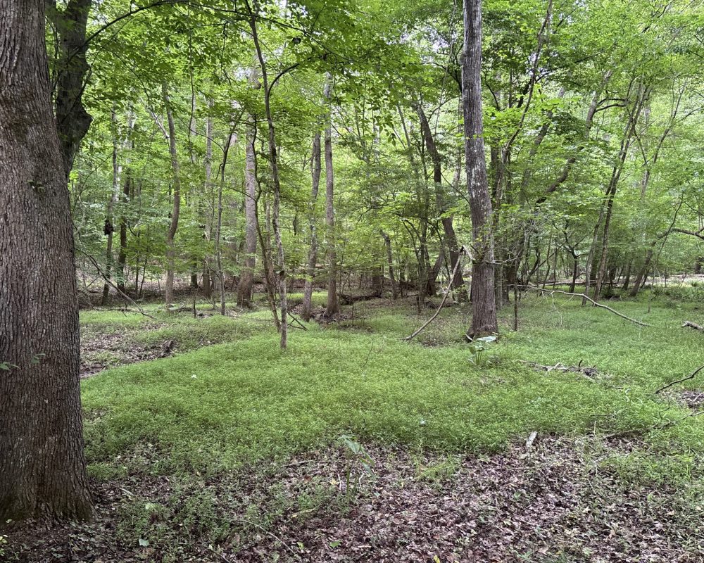 Elford (30)