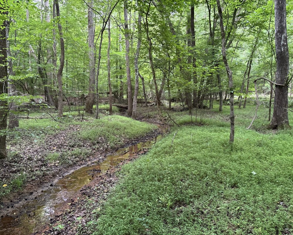 Elford (31)
