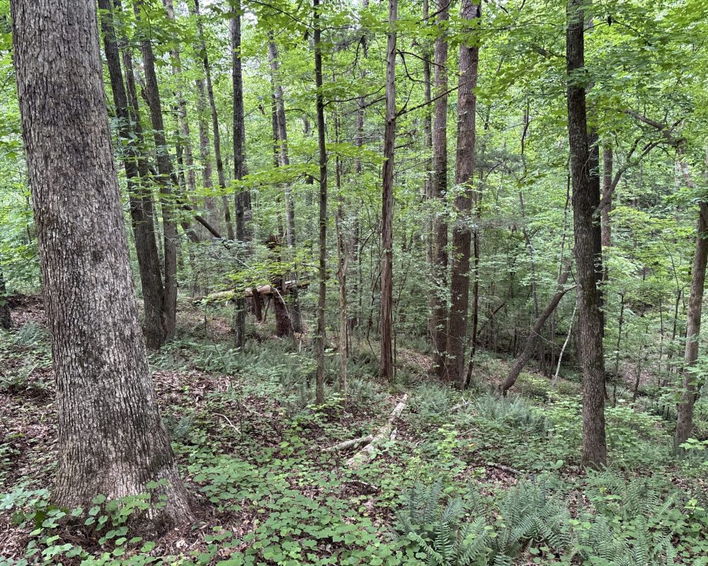 Elford (36)