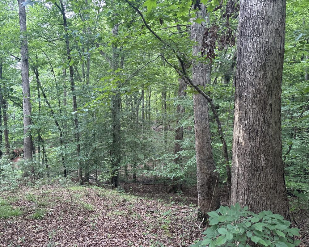 Elford (44)