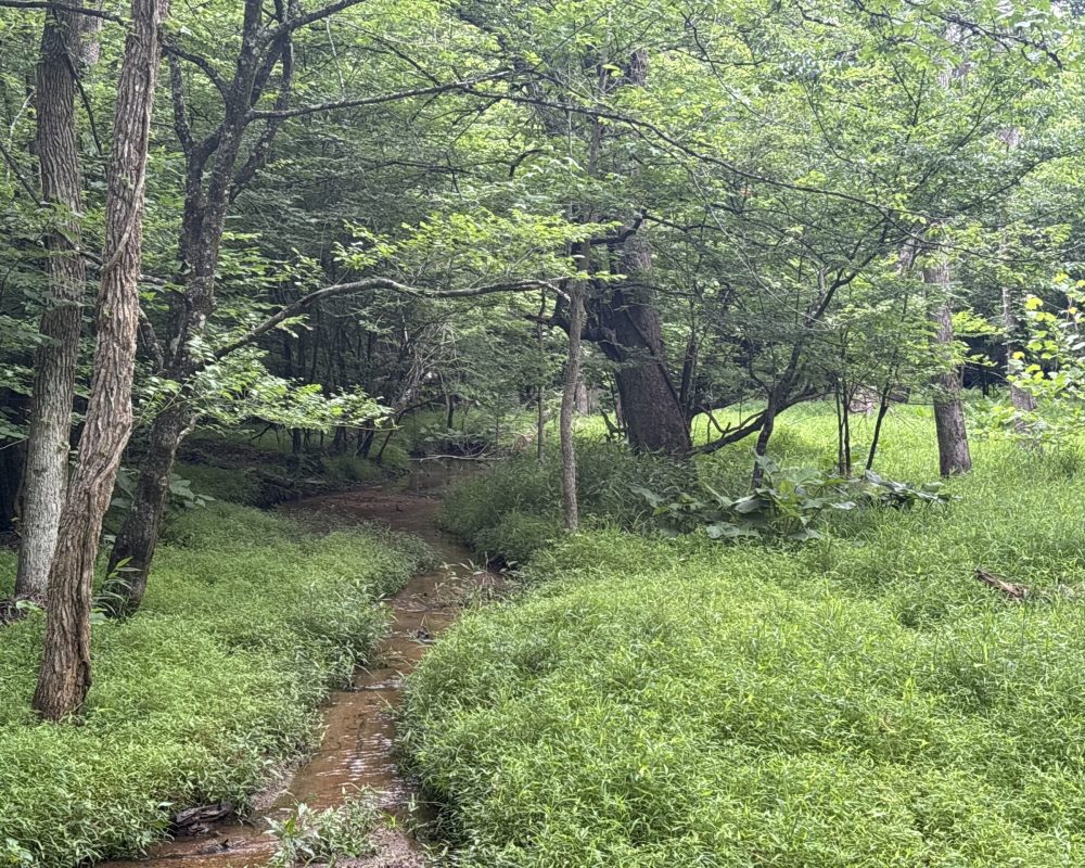 Elford (45)