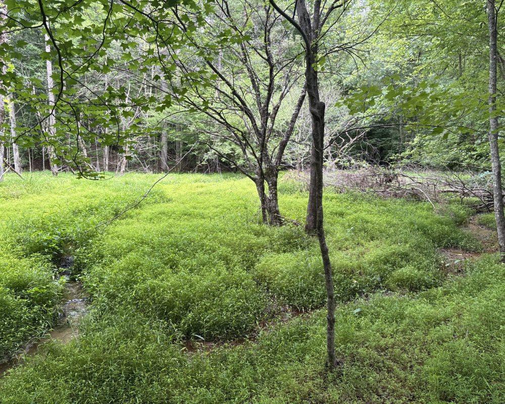 Elford (48)