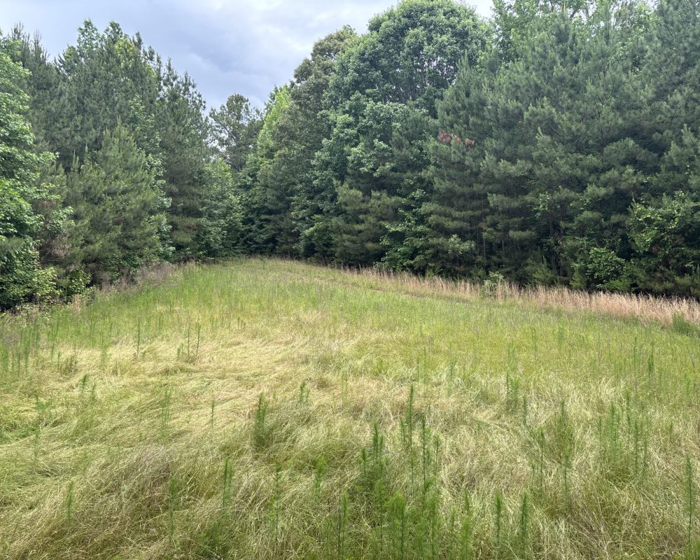 Elford (49)