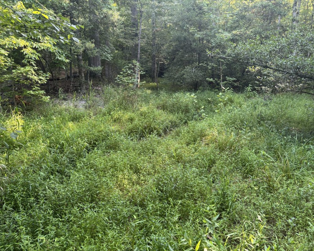 Holiday Dam (32)