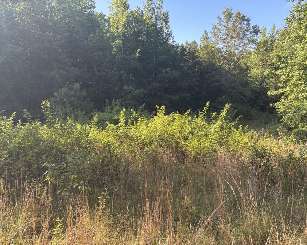 Holiday Dam (45)