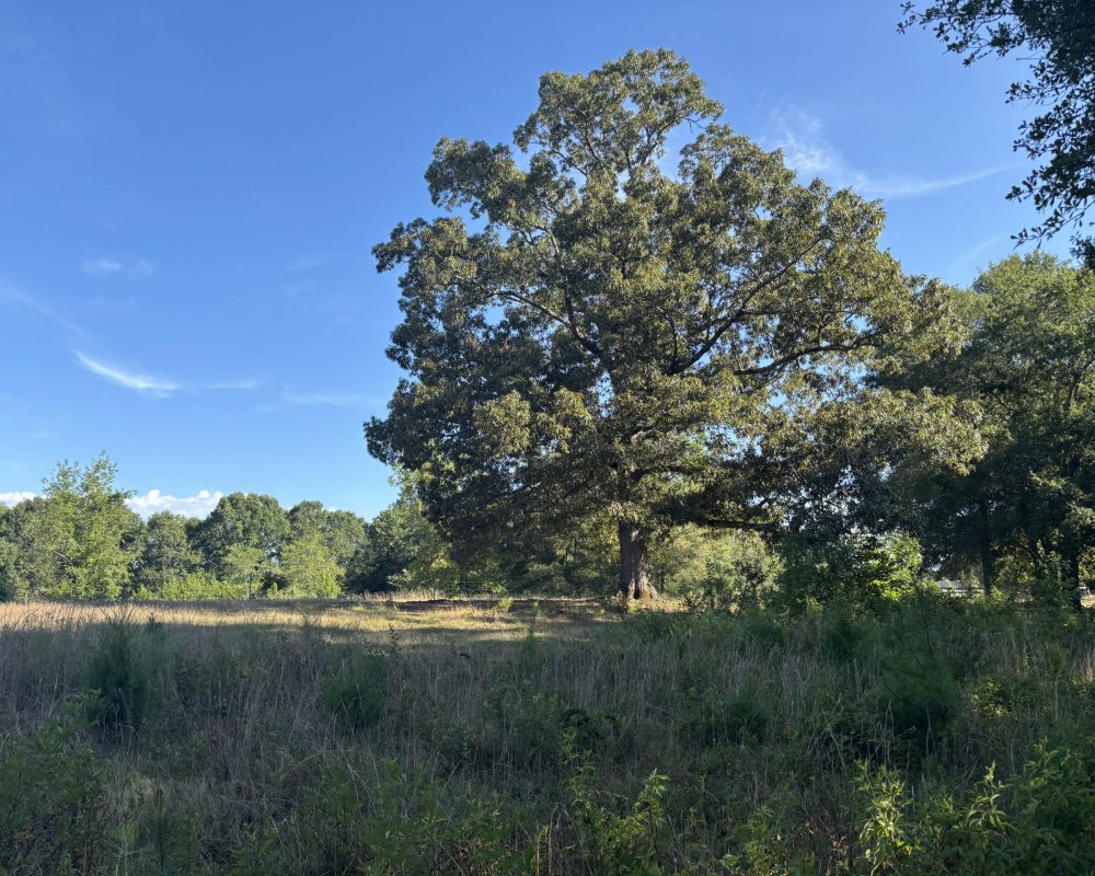Holiday Dam (46)