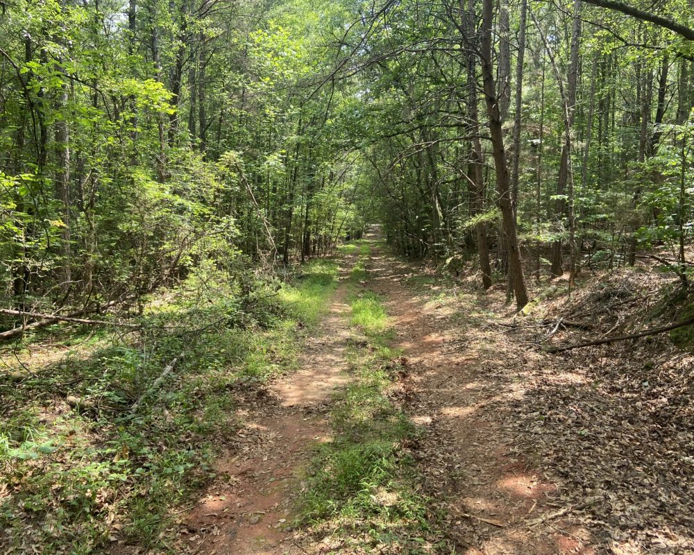 Wooded acreage