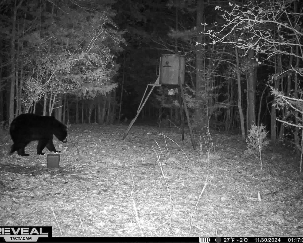 cross keys bear