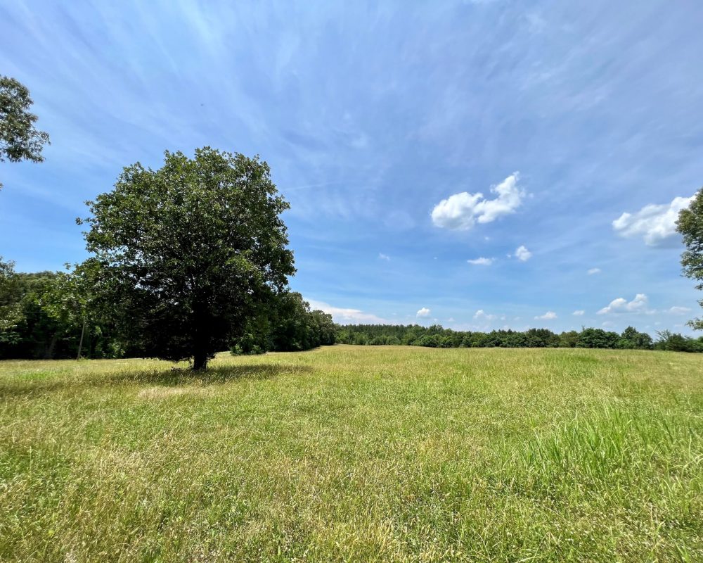 open field