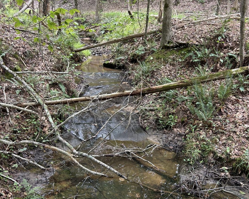 woodsferry (4)