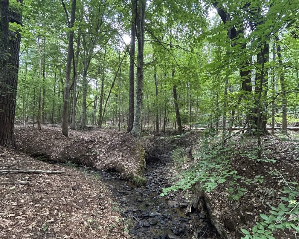 woodsferry (5)