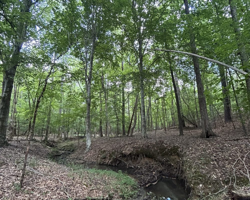 woodsferry (6)