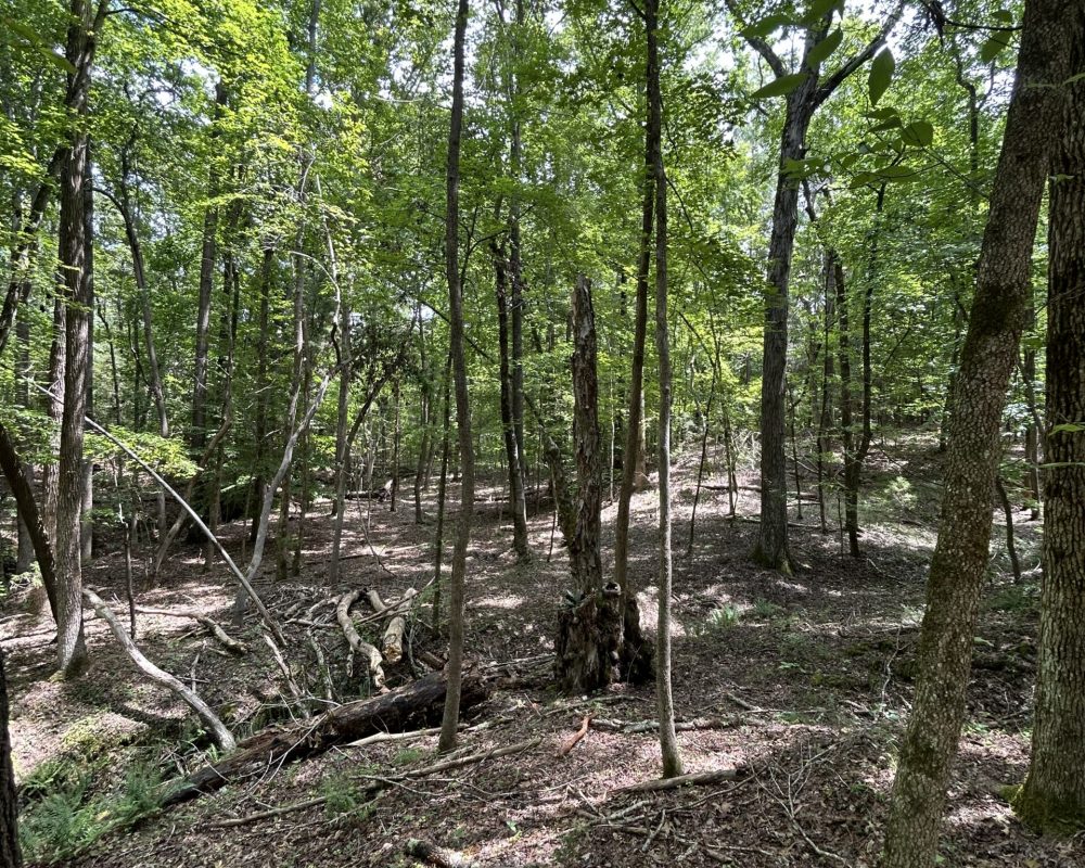 woodsferry (7)