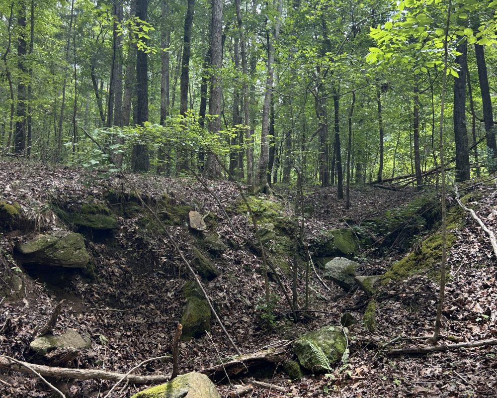 woodsferry (8)