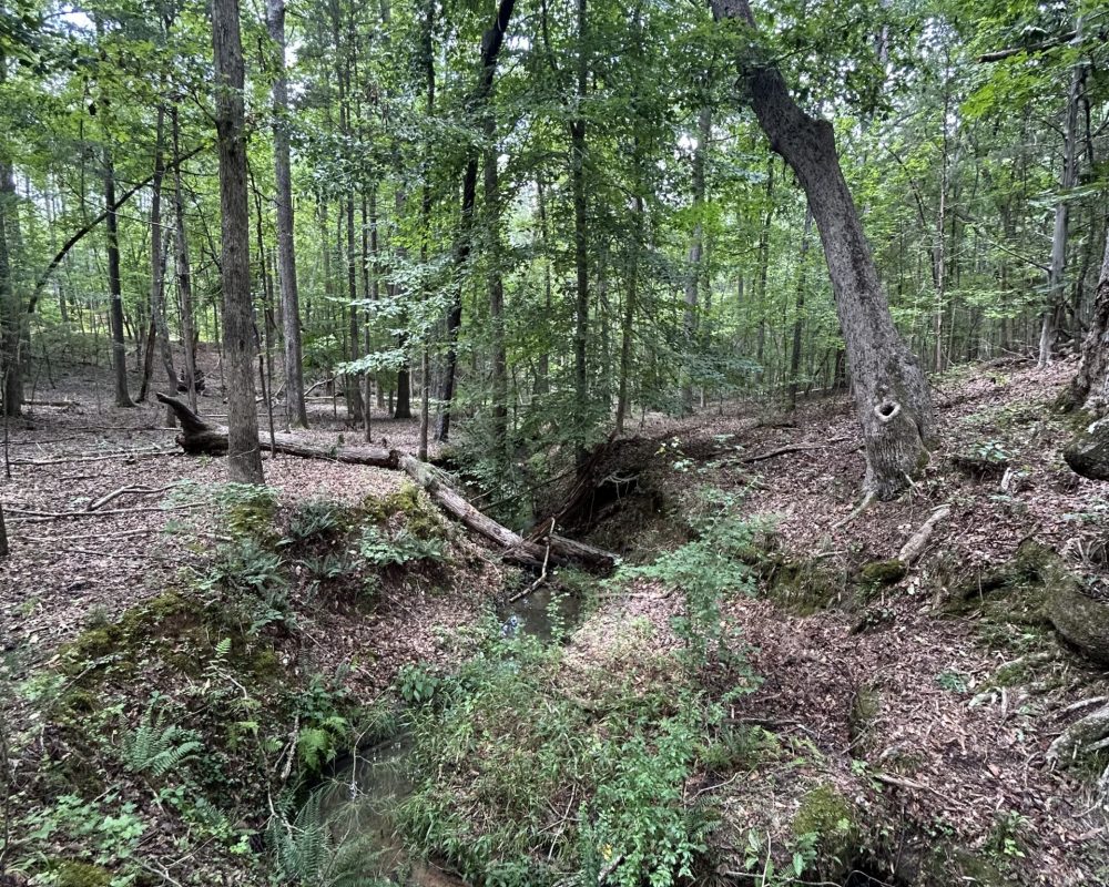 woodsferry (9)